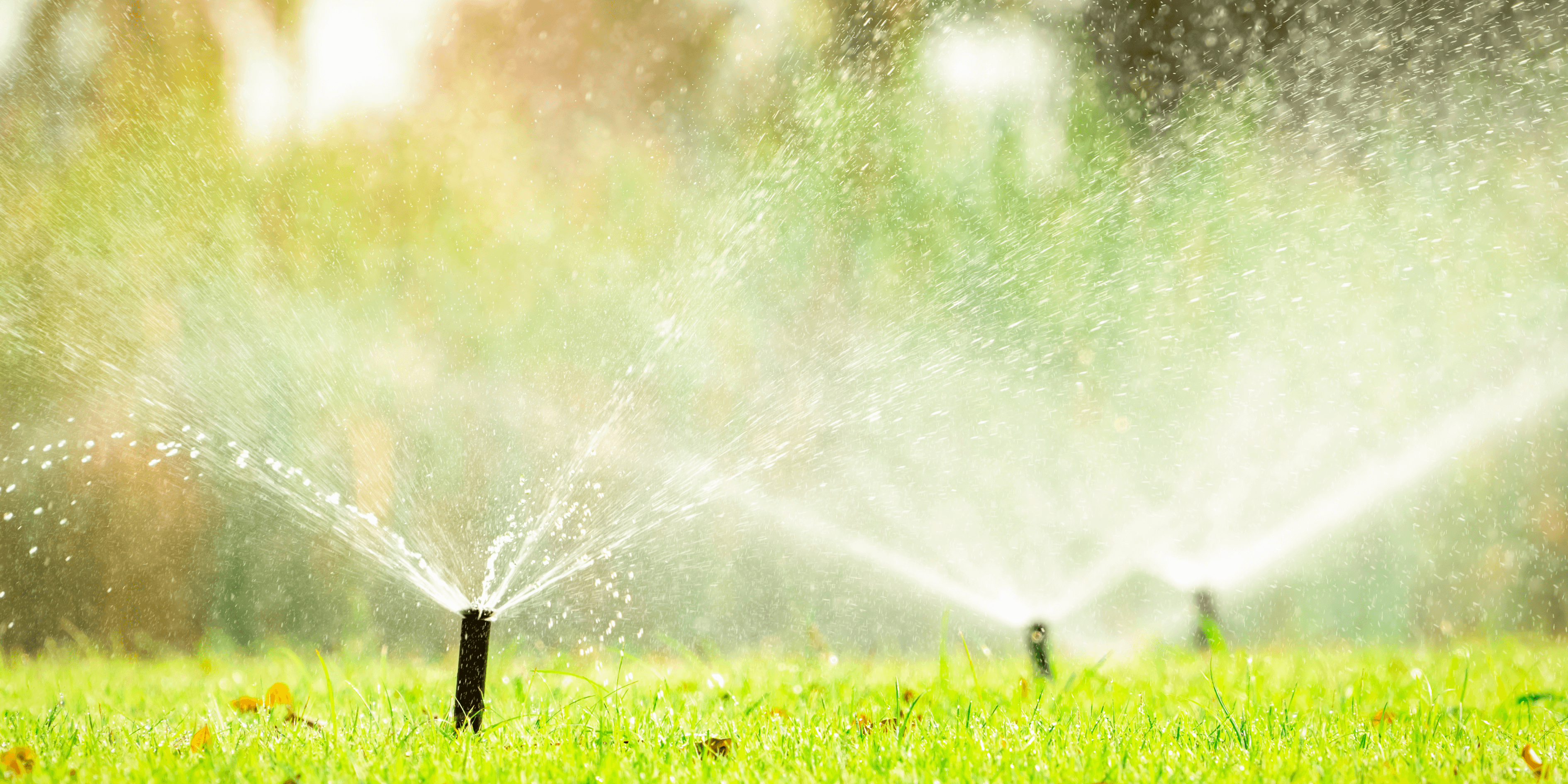 How to look after your lawn this summer