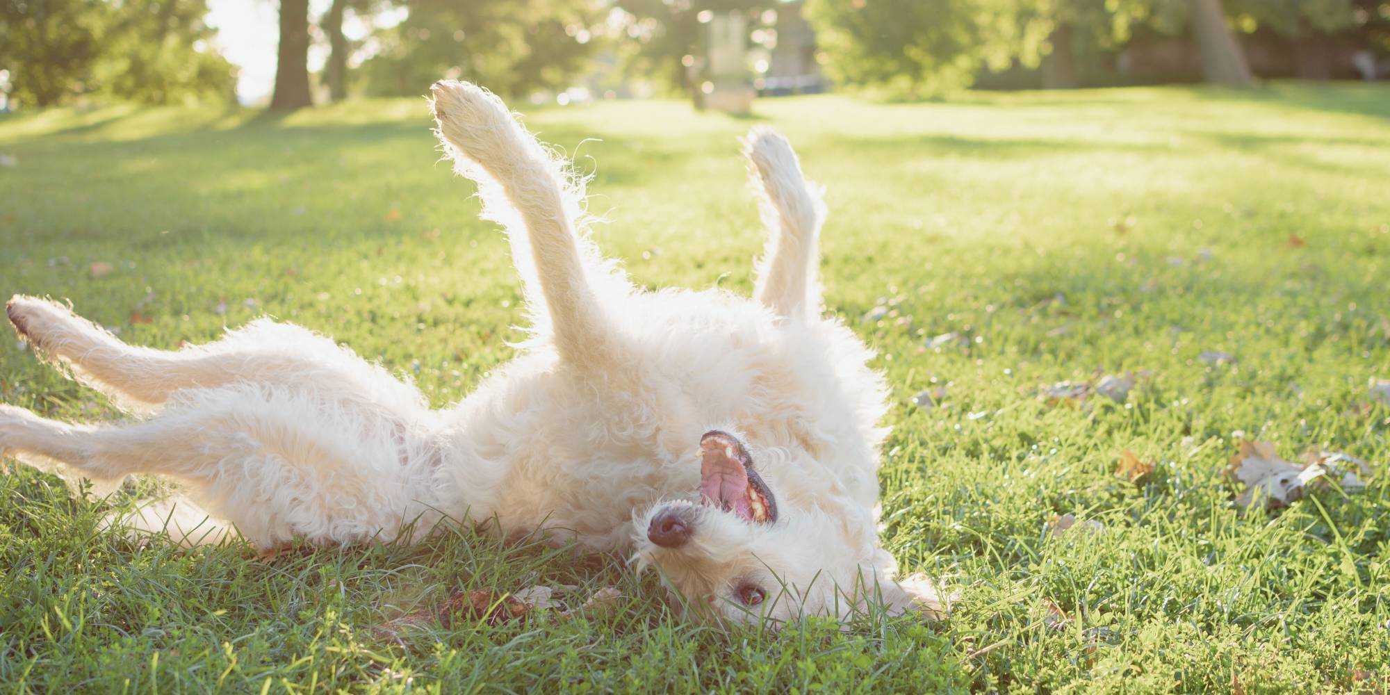 How to make sure your garden is pet safe