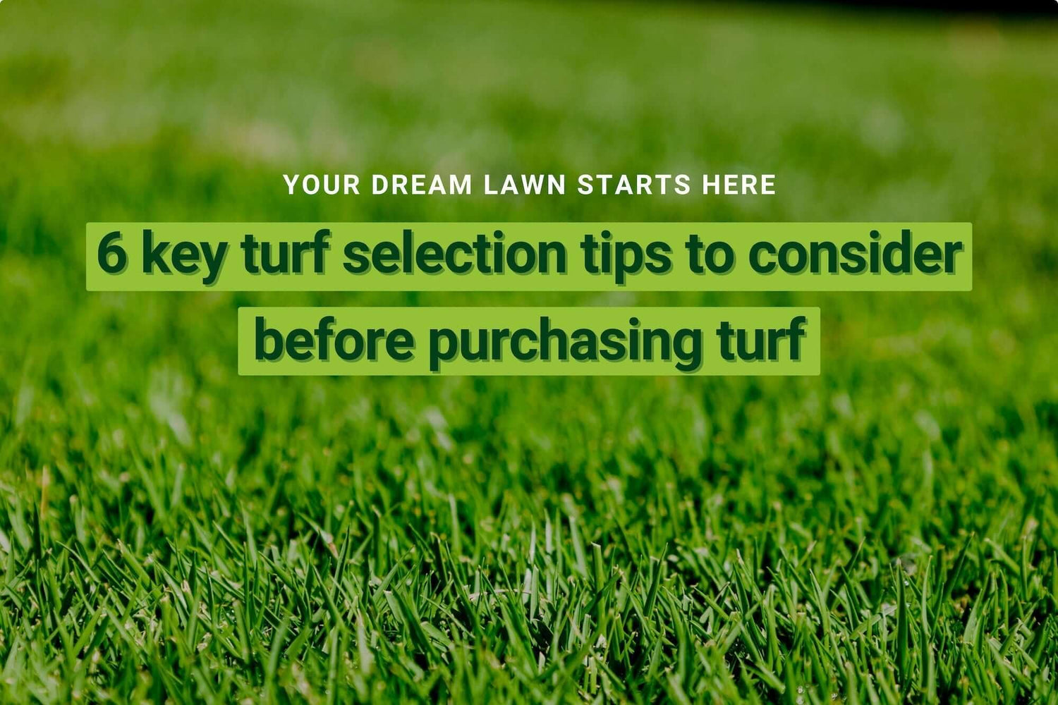 Your dream lawn starts here - 6 key turf selection tips to consider before purchasing turf