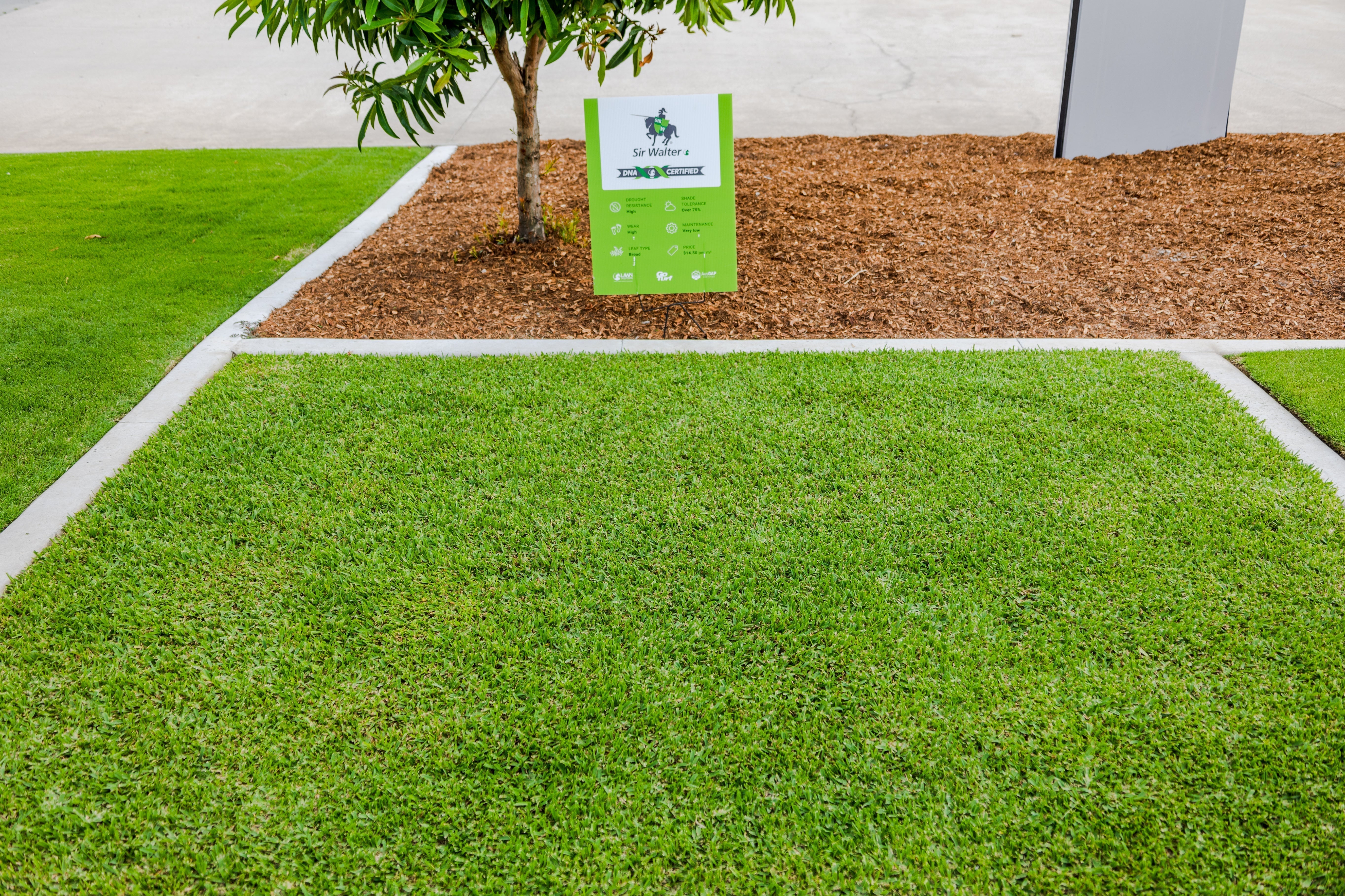 Sir Walter DNA Certified: What You Actually Need to Know Before Choosing Your Lawn
