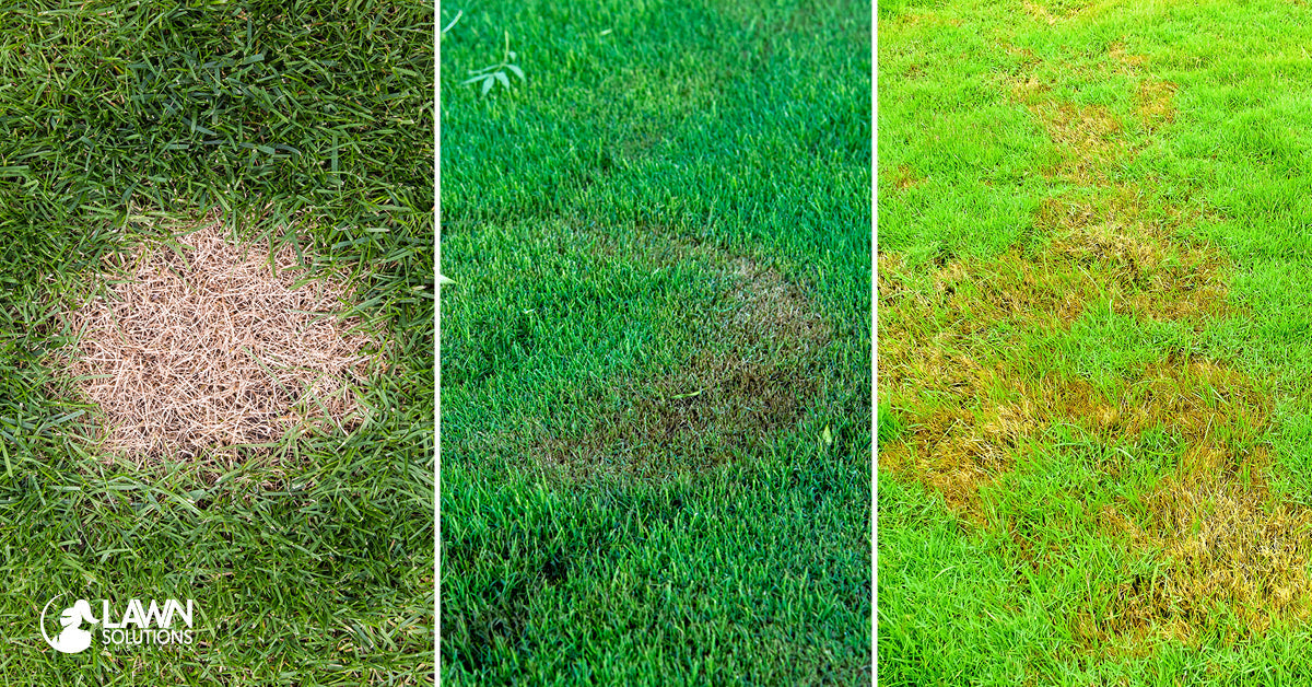 The 7 Most Common Lawn Care Mistakes We See in Brisbane (And How to Fix Them)