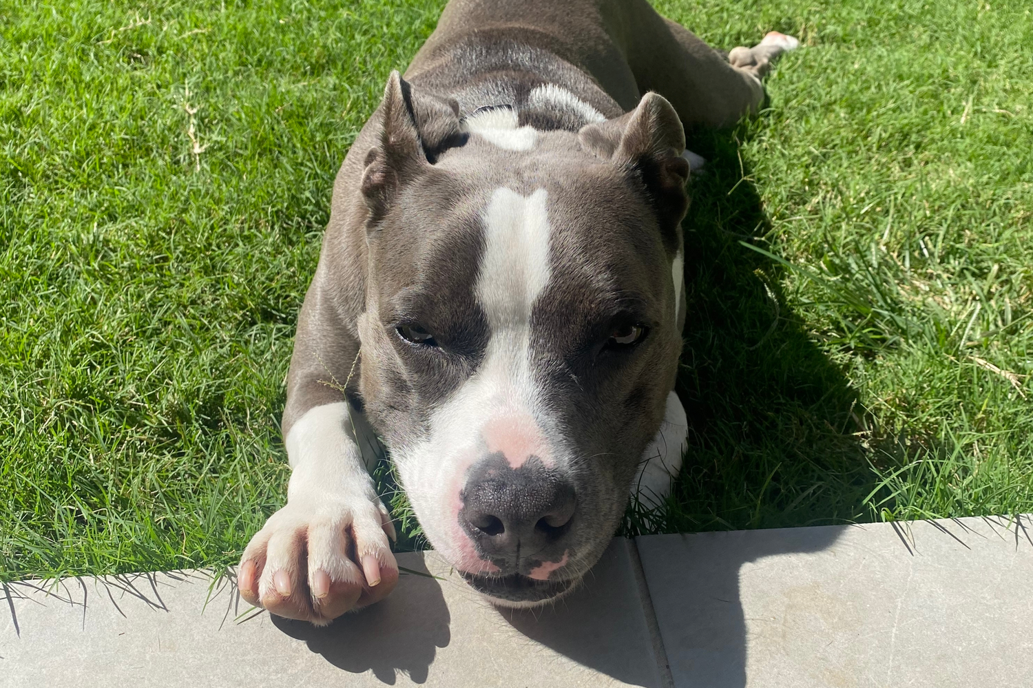 The Best Pet-Friendly Turf for Brisbane Backyards