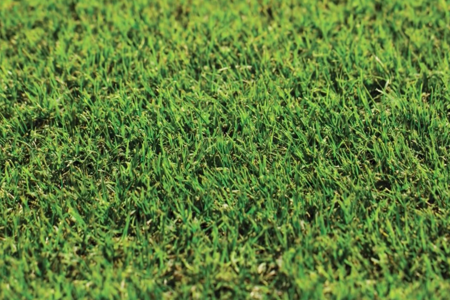 Why Can't I Just Get Wintergreen Couch? Why the Cheapest Turf Isn't Always the Right Choice