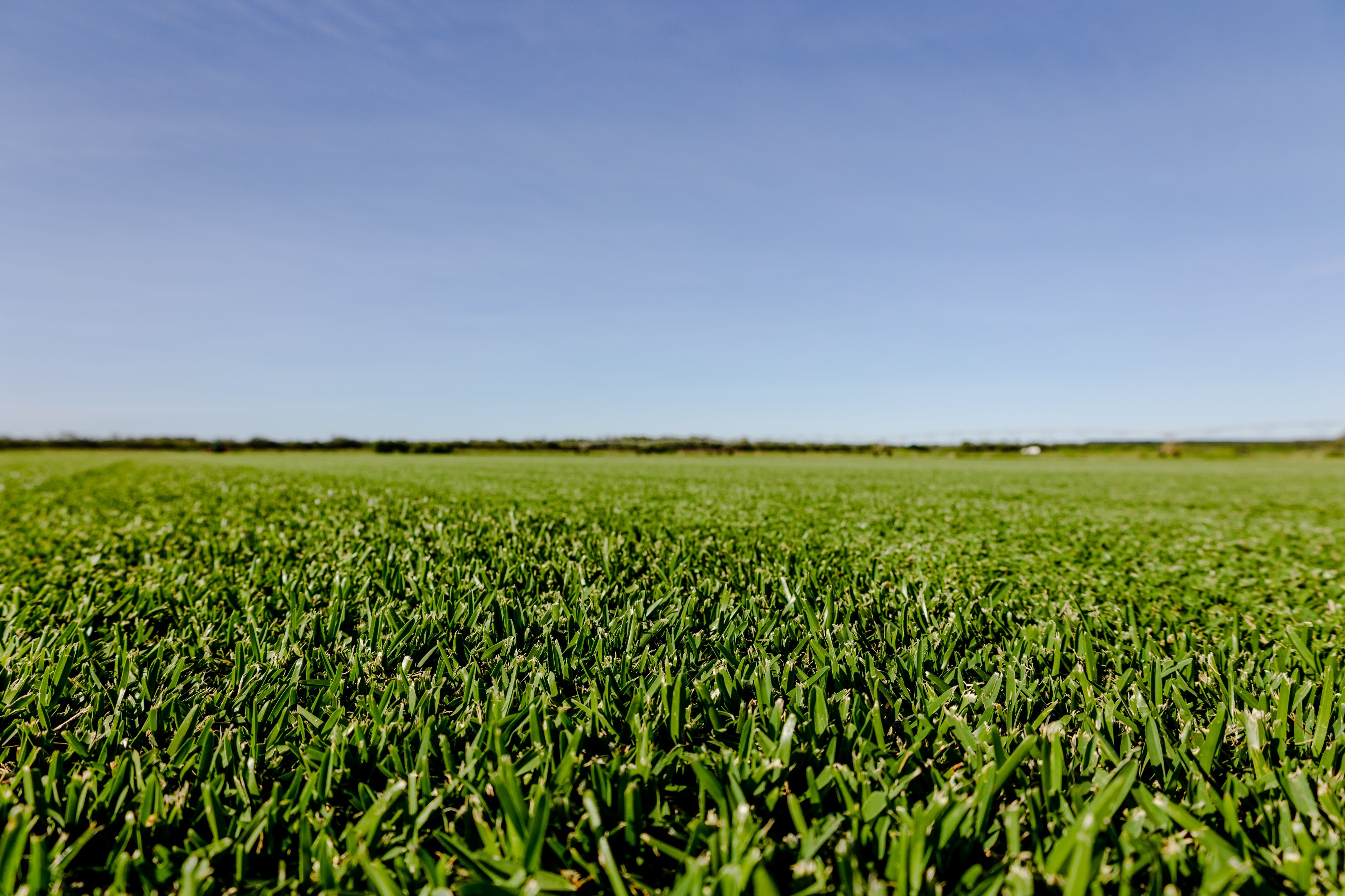 Winter Lawn Care Tips (Queensland Edition): How to Keep Your Turf Green & Healthy