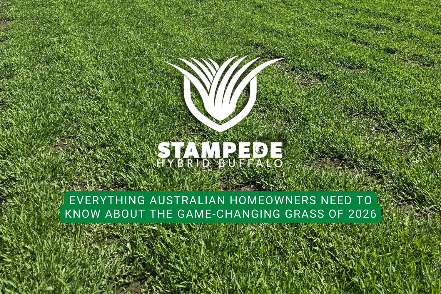 Stampede Hybrid Buffalo Grass: Everything Australian Homeowners Need to Know About the Game-Changing Grass of 2026