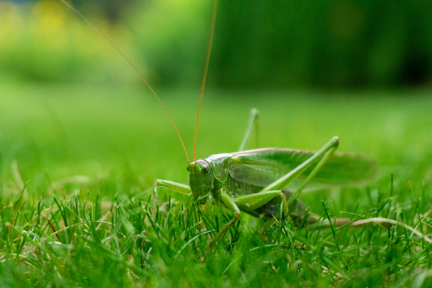 From ants to grubs: a comprehensive insect management guide for turf grass