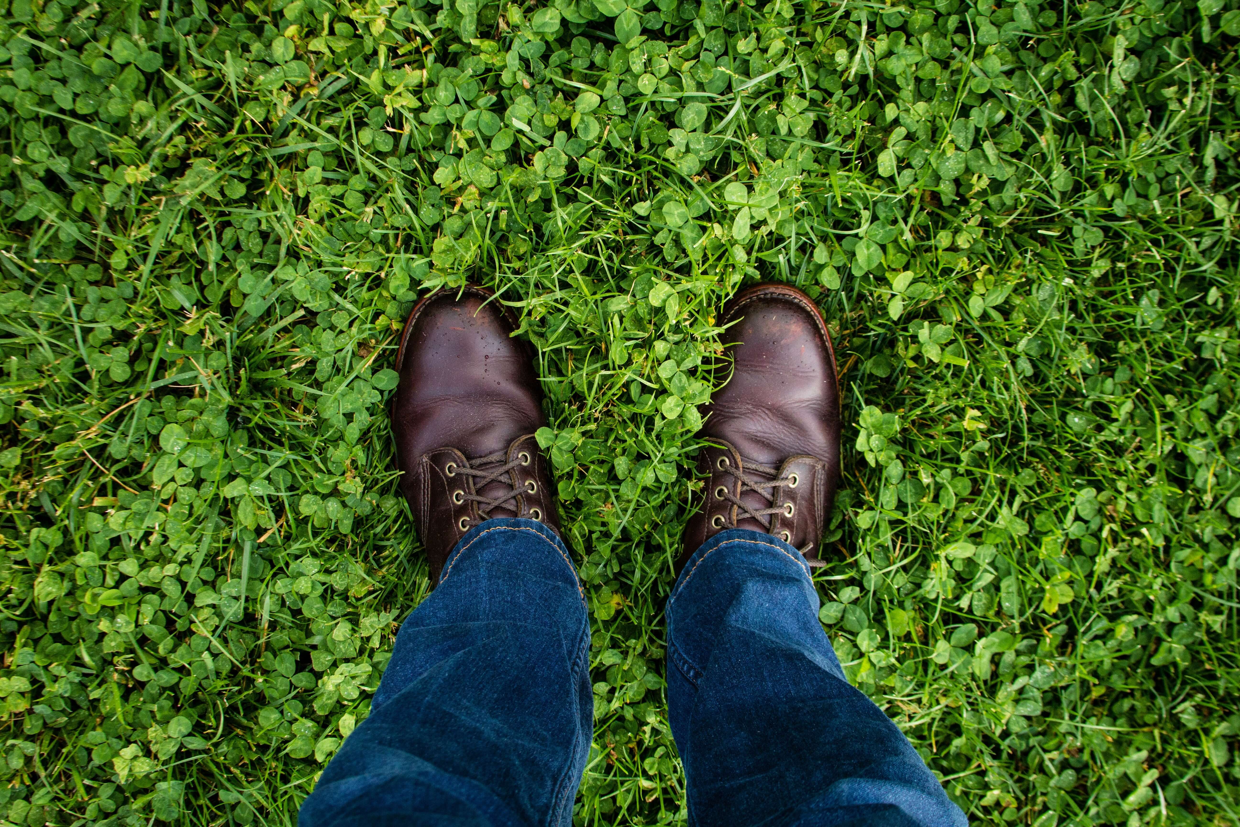 How to Get Rid of Clover