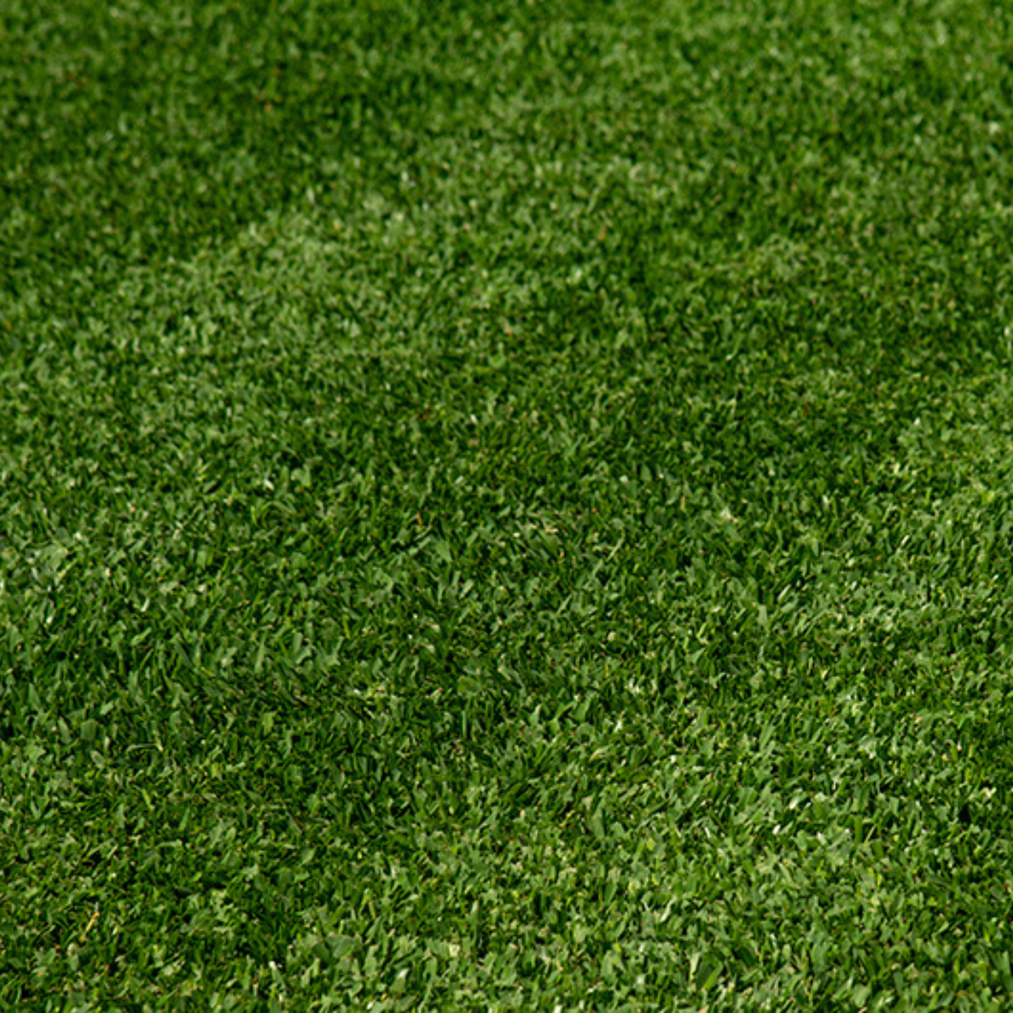 Stampede Hybrid Buffalo Grass