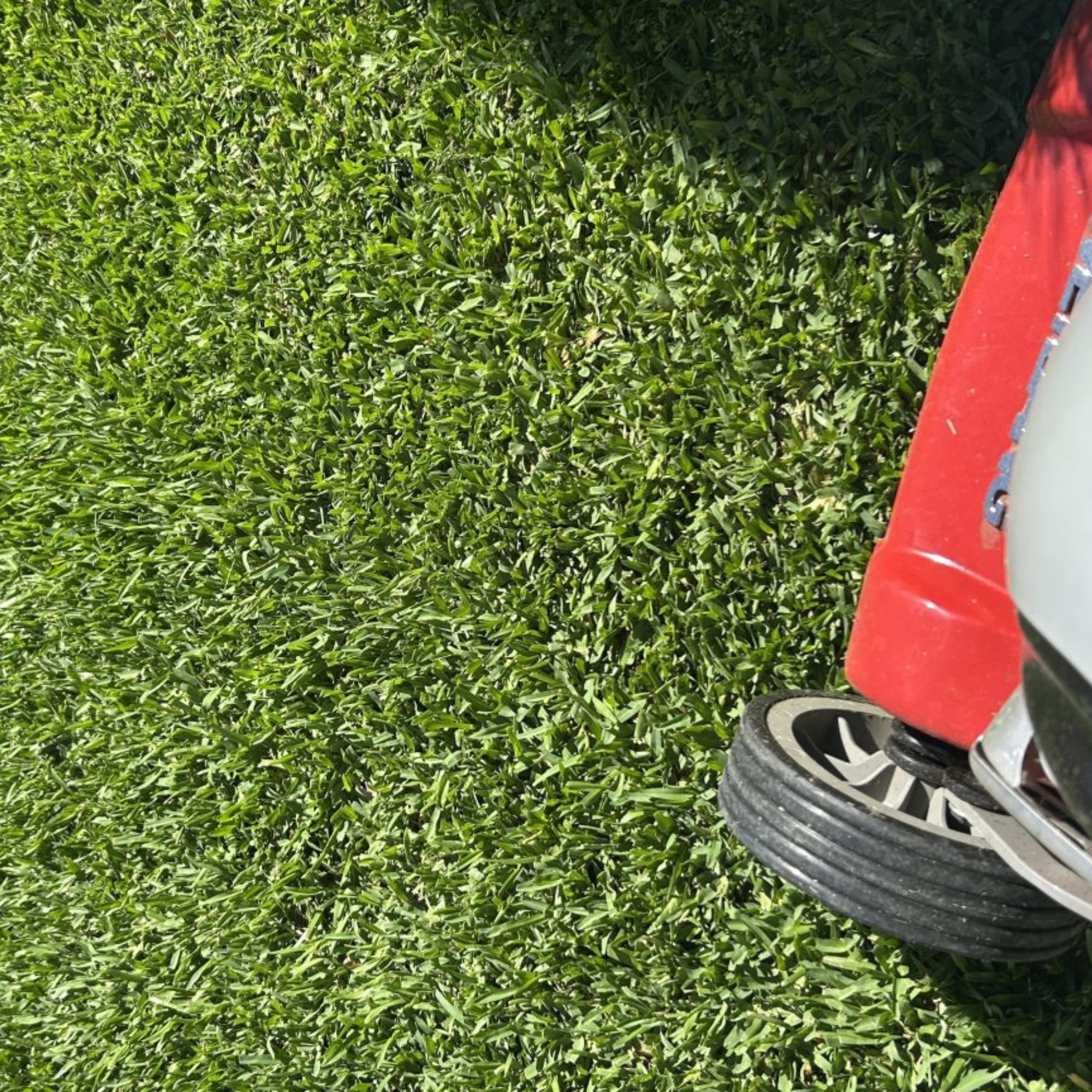 Stampede Hybrid Buffalo Grass