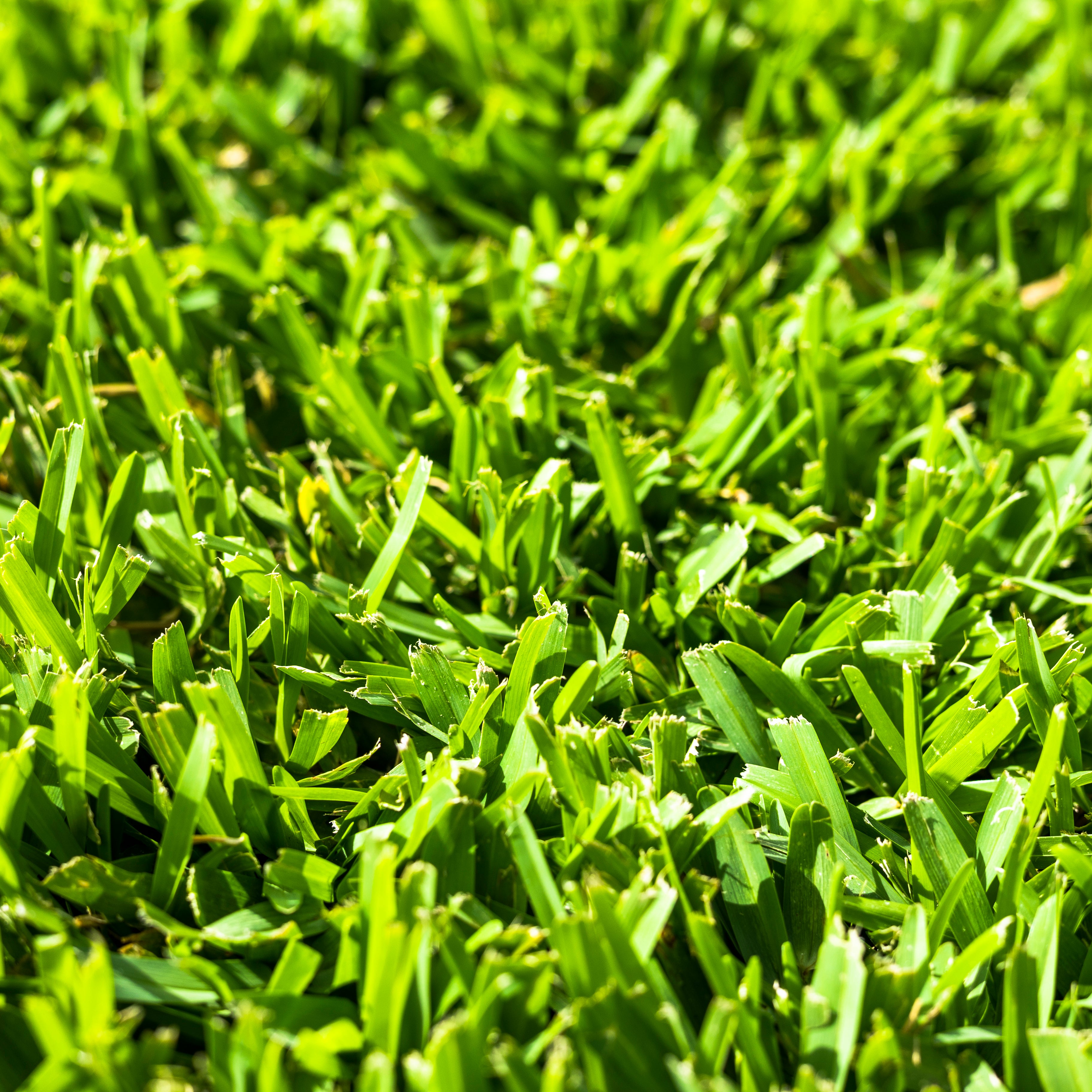 Stampede Hybrid Buffalo Grass