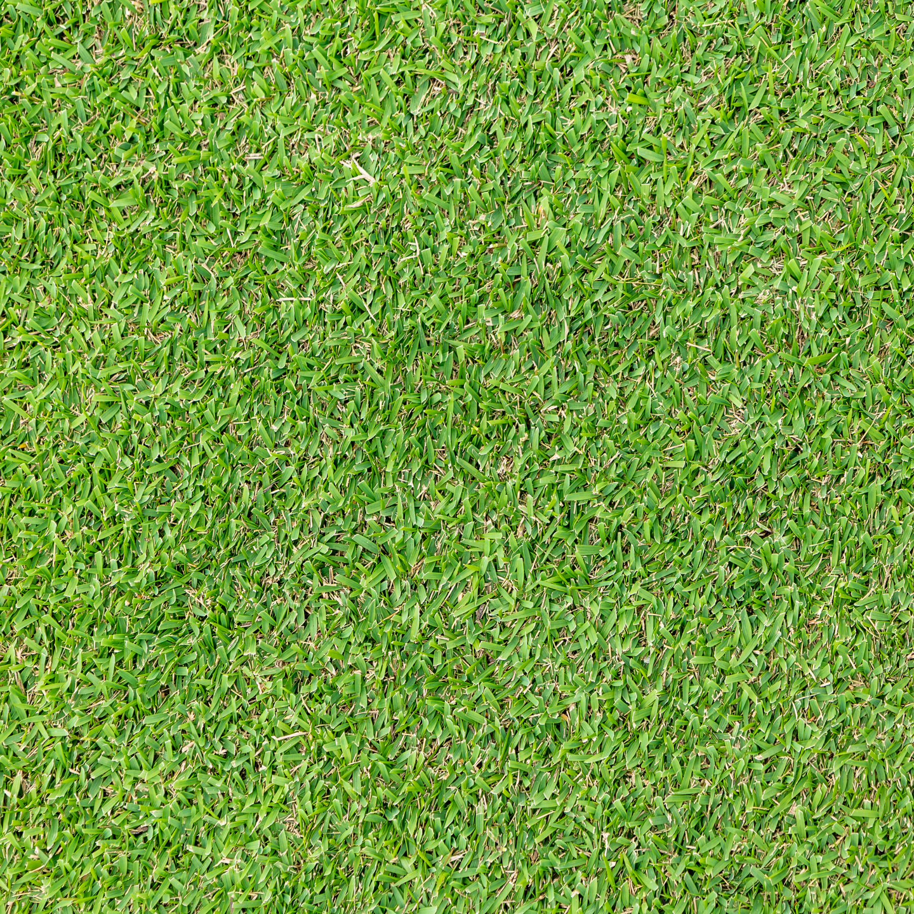 Zoysia Australis