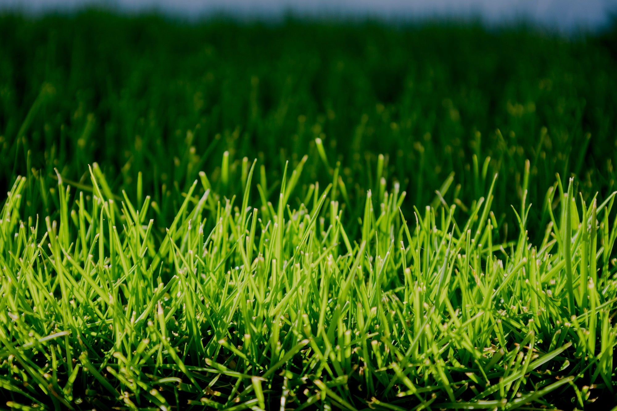 Sir Grange Zoysia