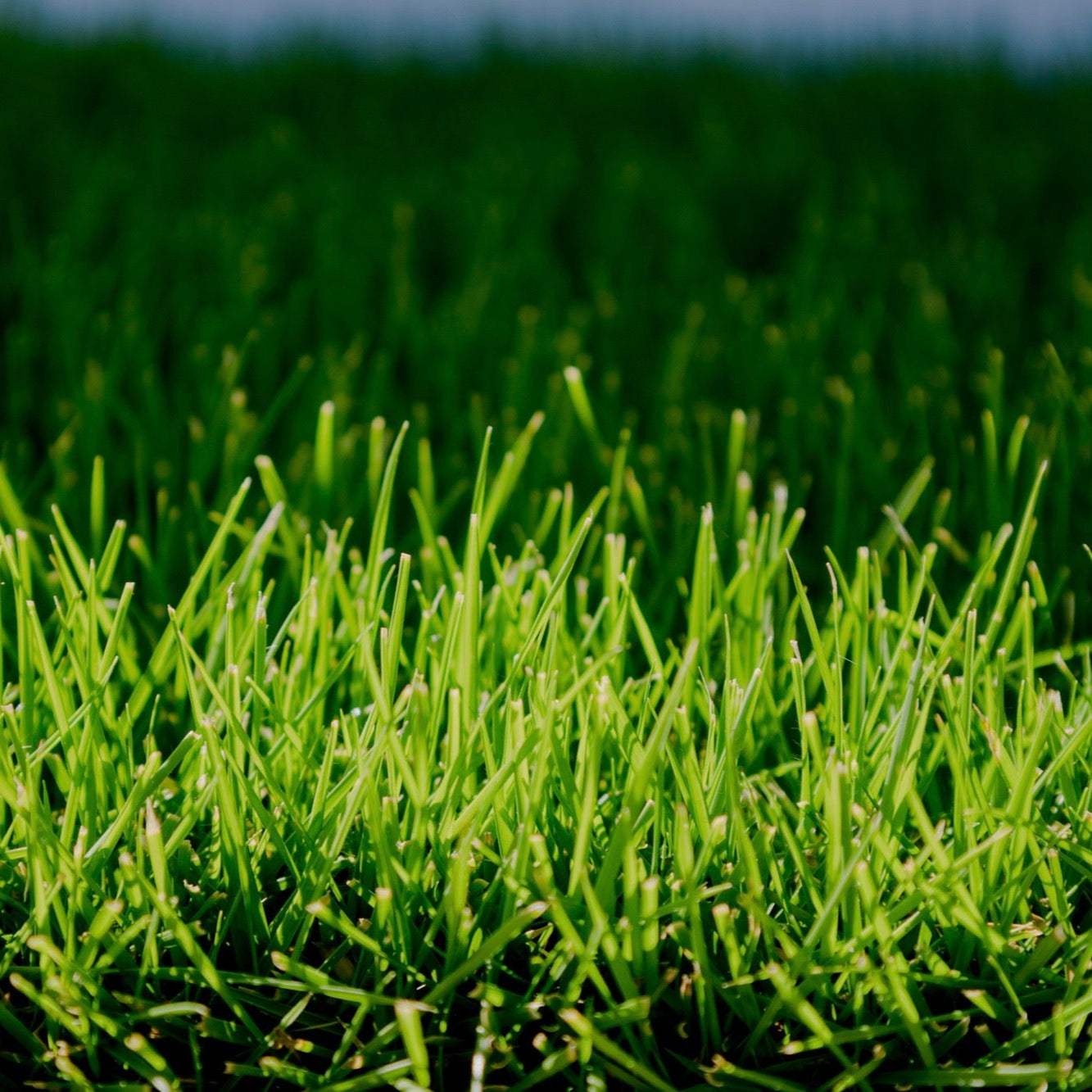 Sir Grange Zoysia