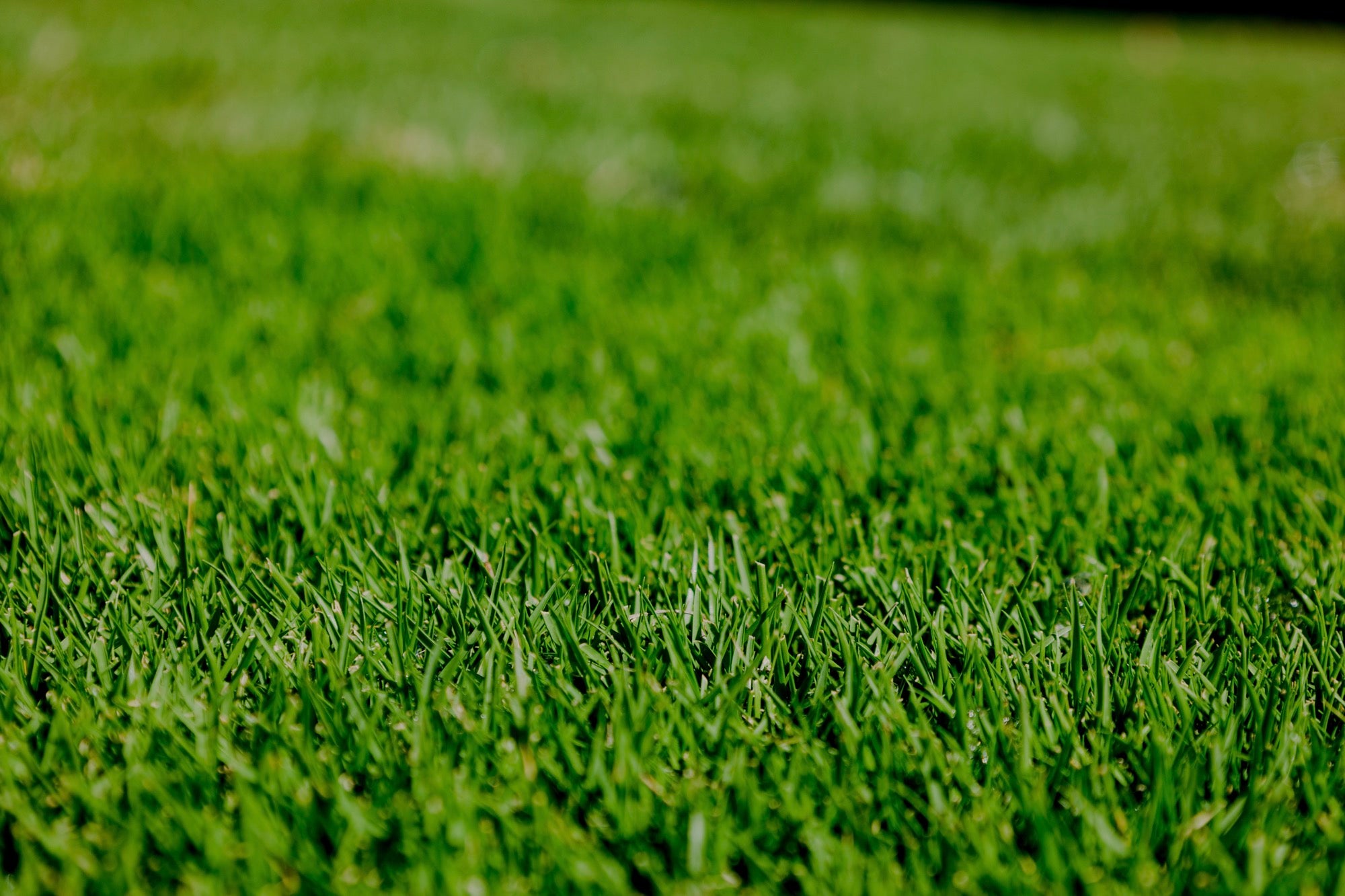 Sir Grange Zoysia