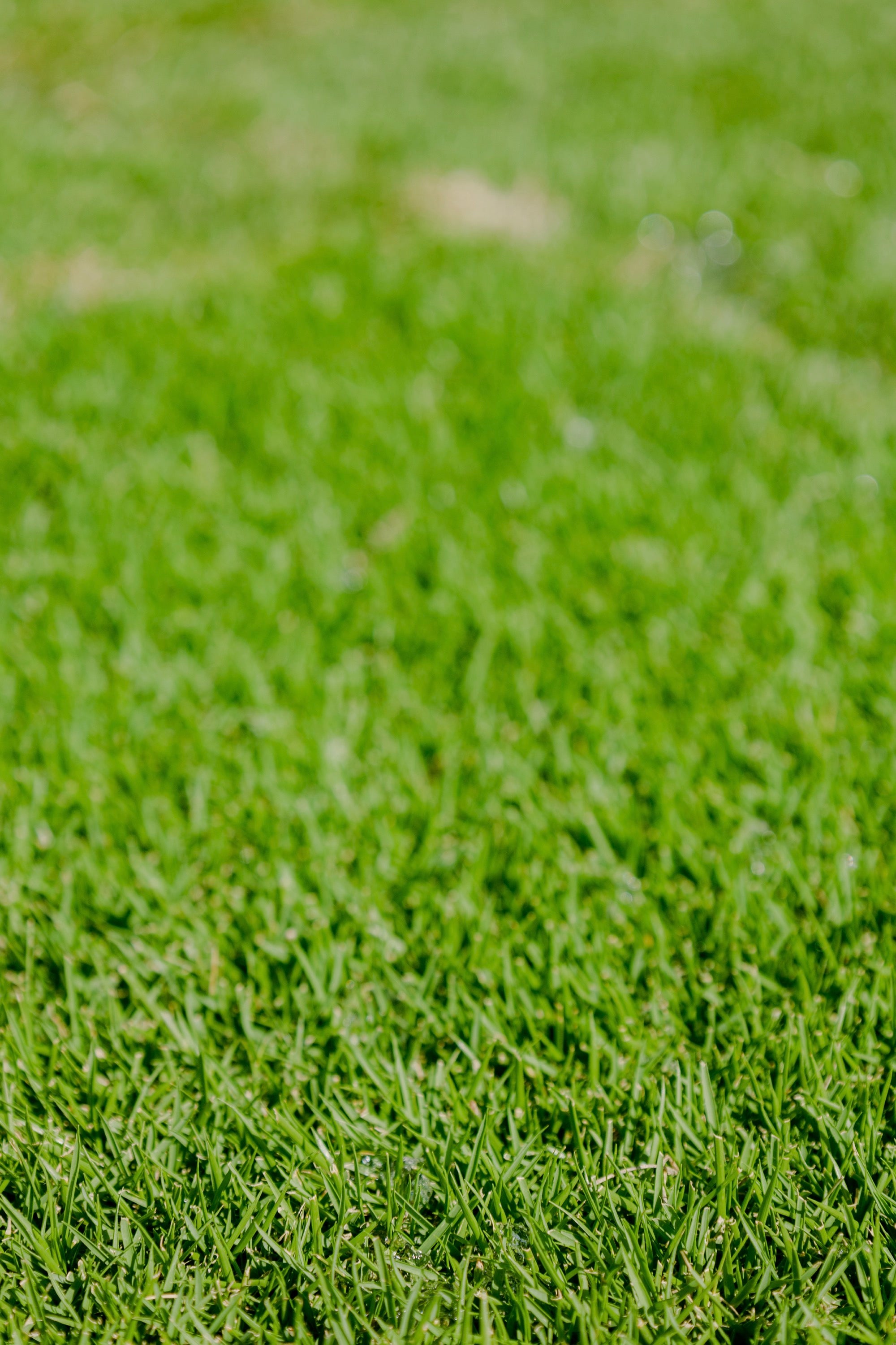 Sir Grange Zoysia