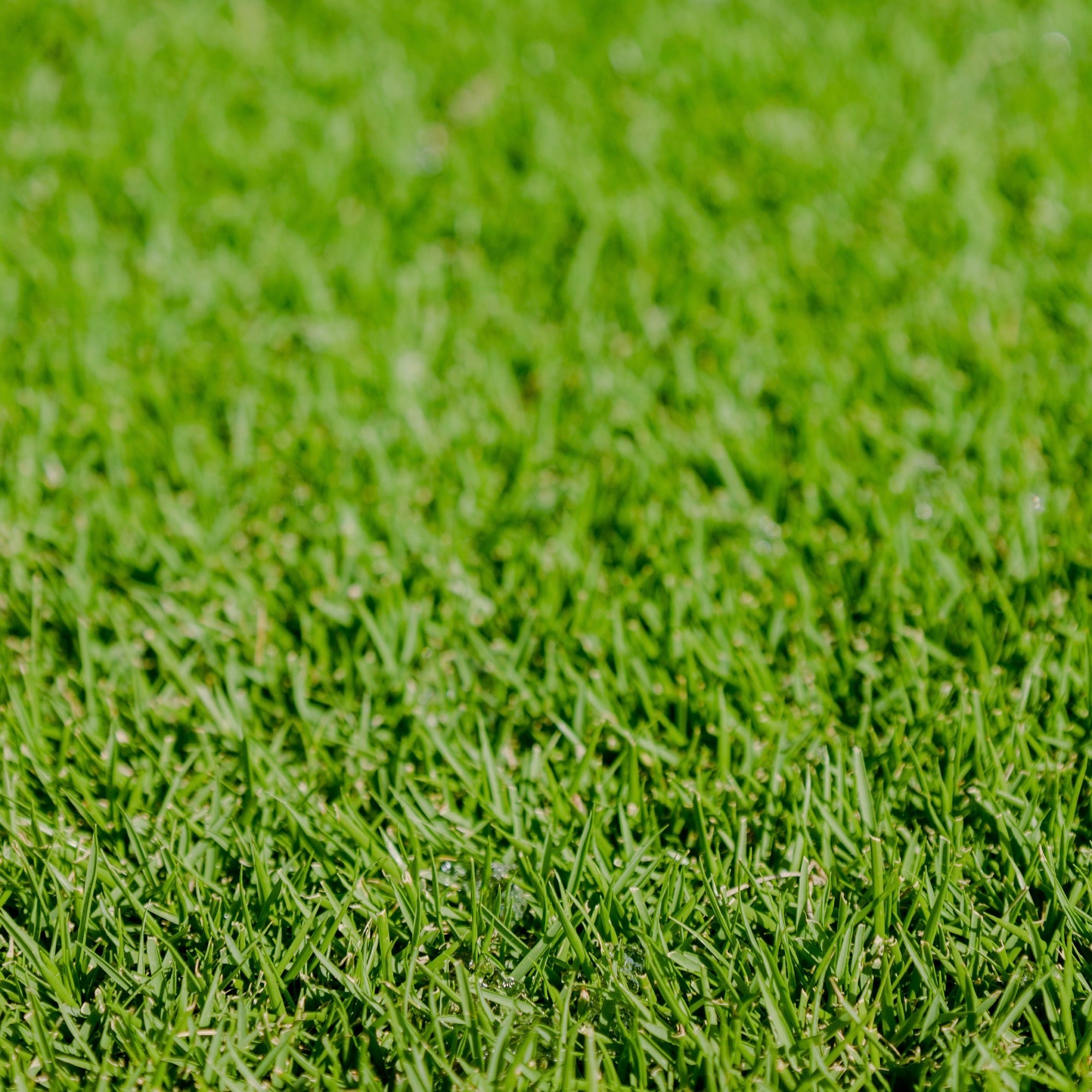 Sir Grange Zoysia