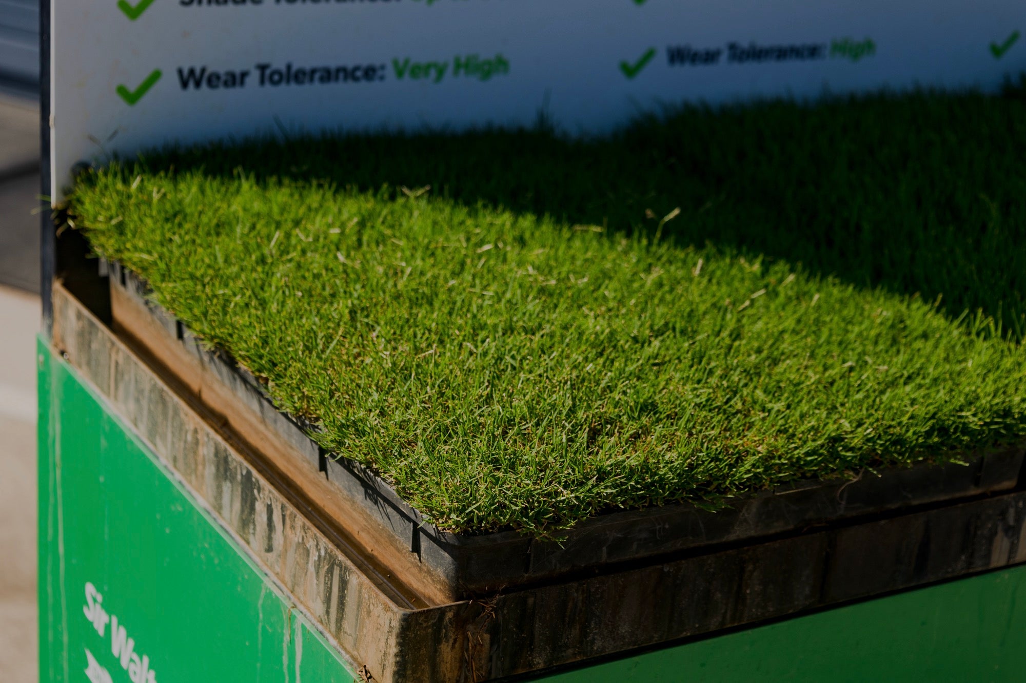 Sir Grange Zoysia