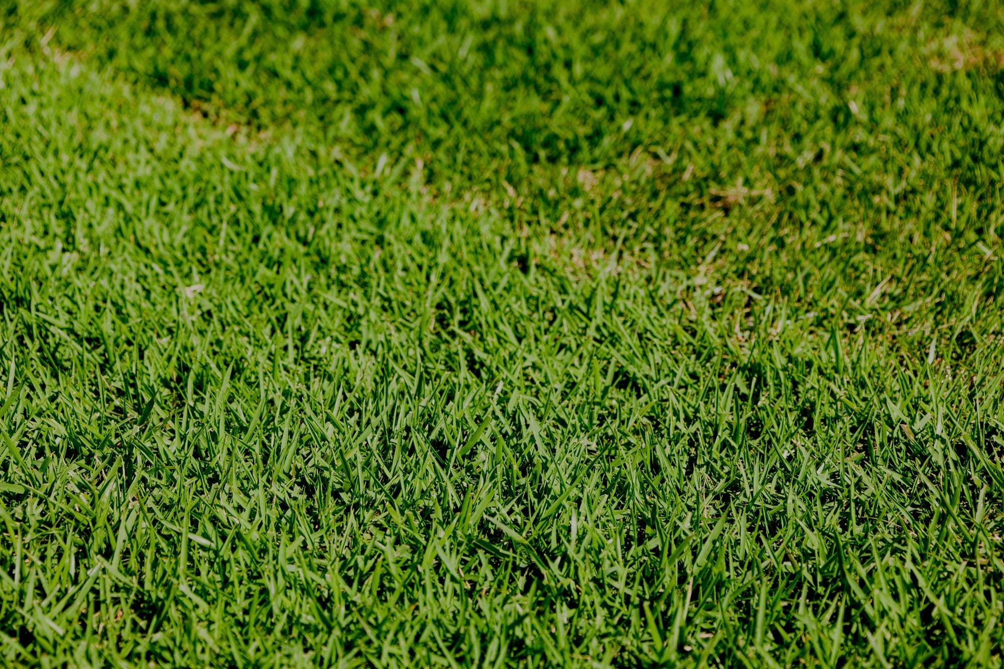 Zoysia Australis