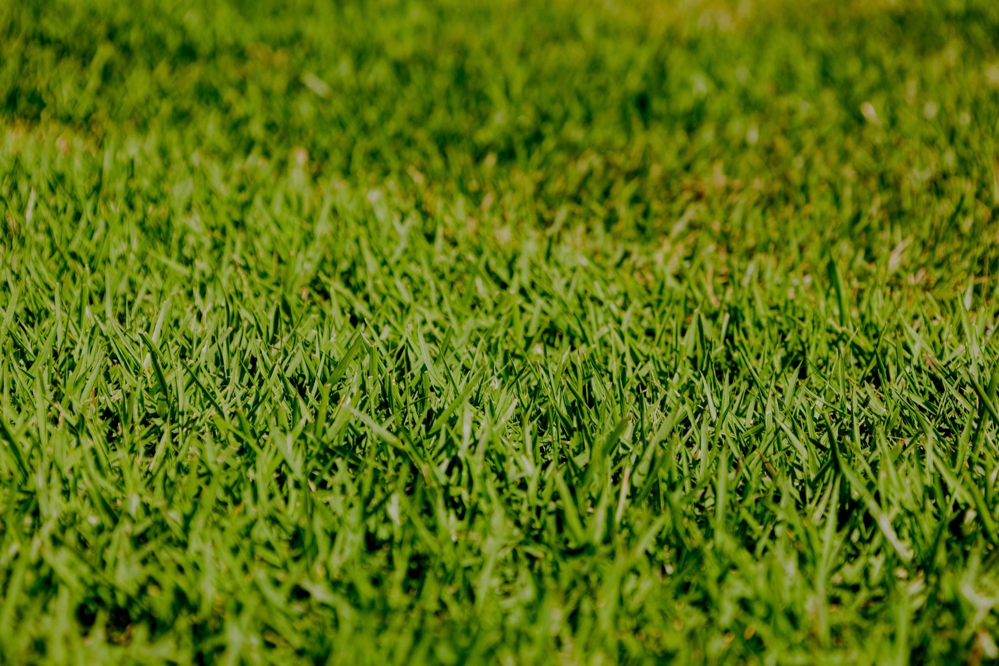 Zoysia Australis