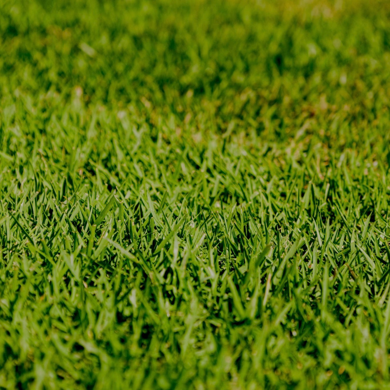 Zoysia Australis