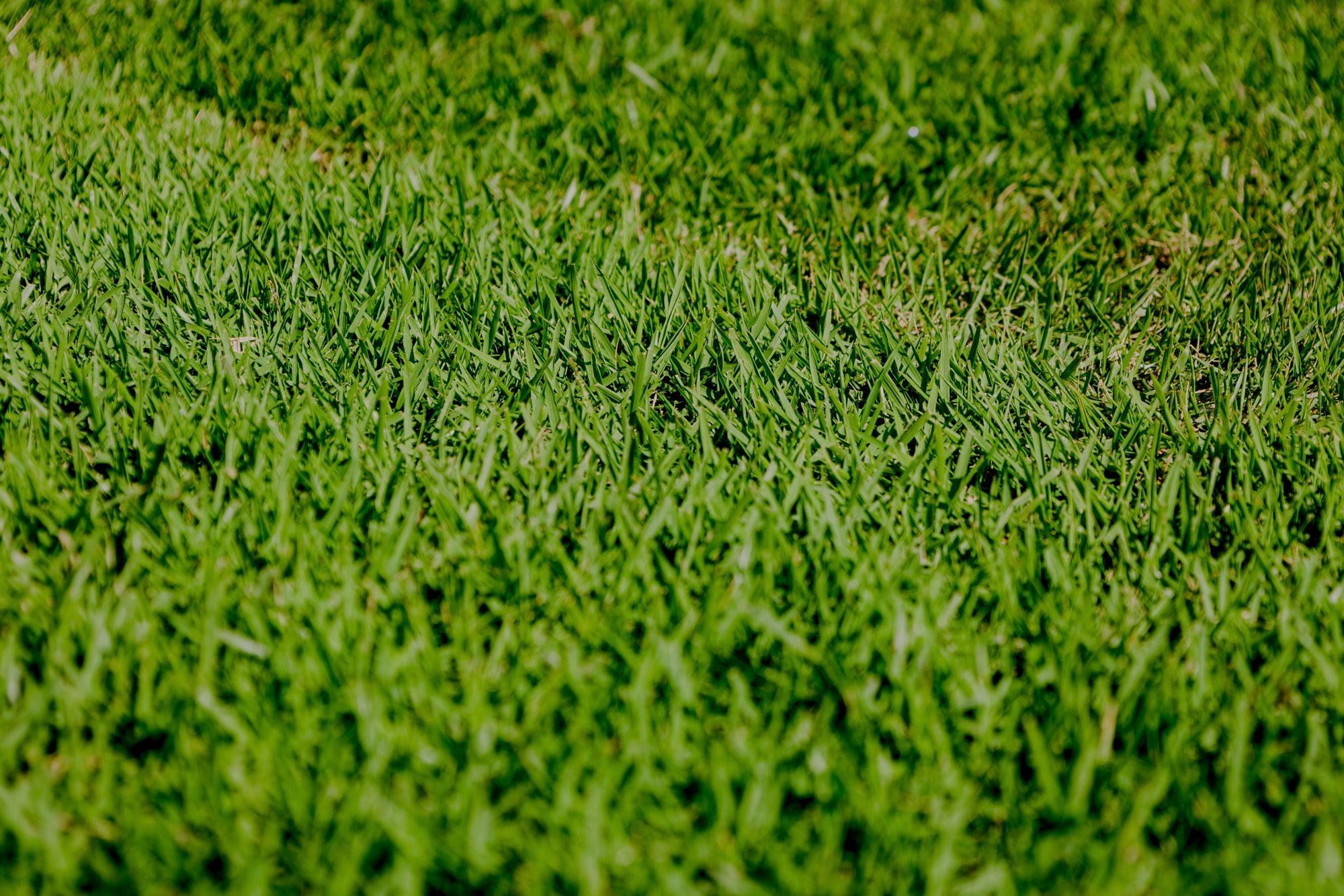 Zoysia Australis