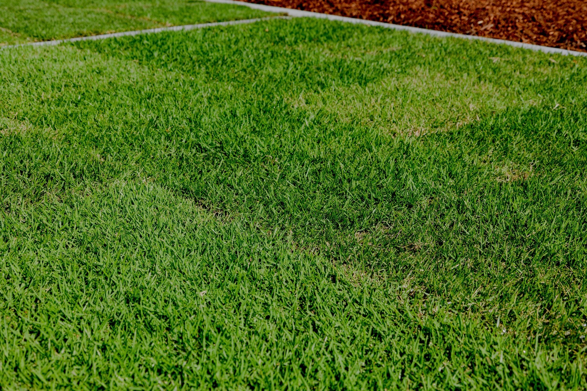 Zoysia Australis