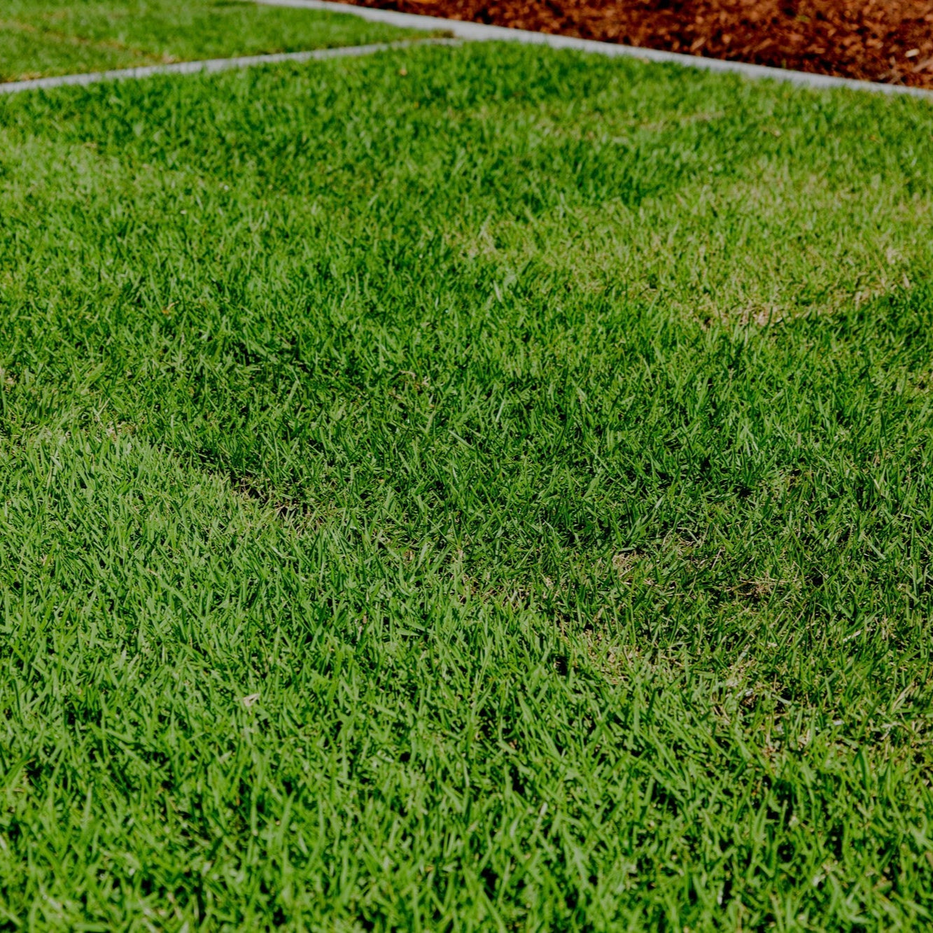 Zoysia Australis