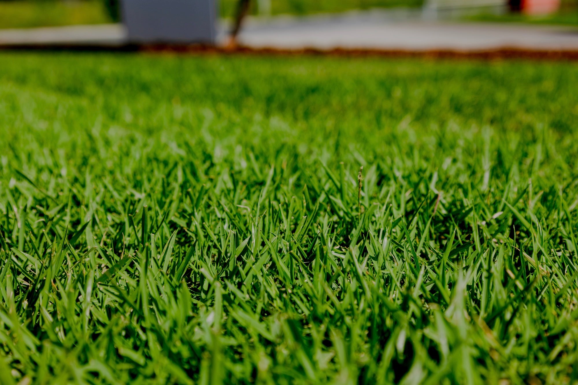 Zoysia Australis