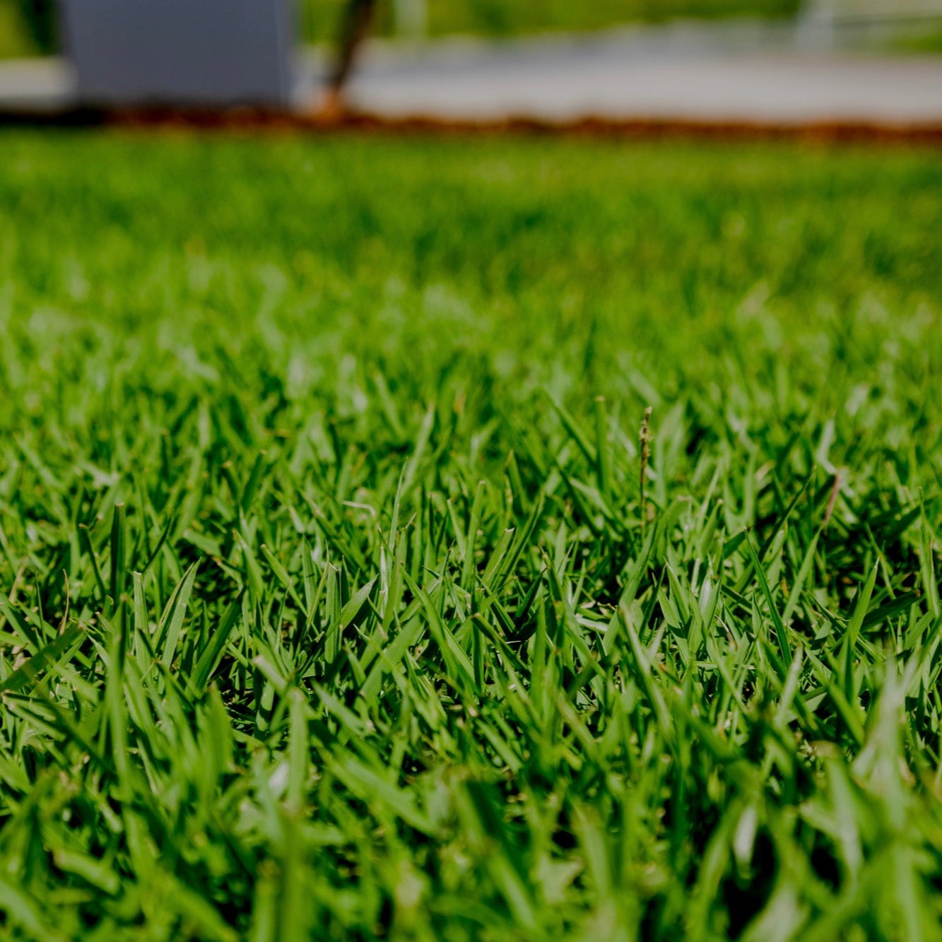Zoysia Australis