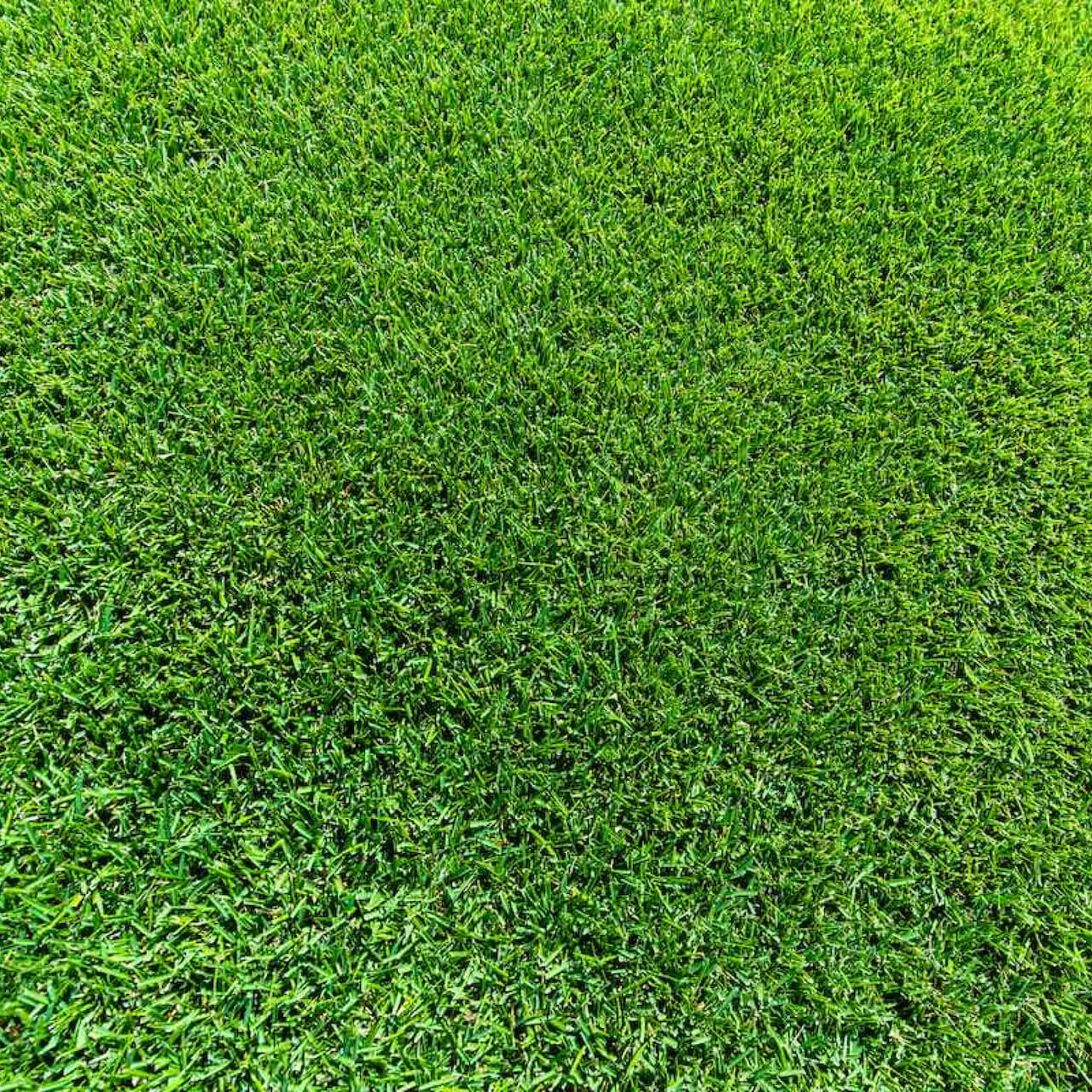 Sir Grange Zoysia | Buy it for $24.00 at GoTurf