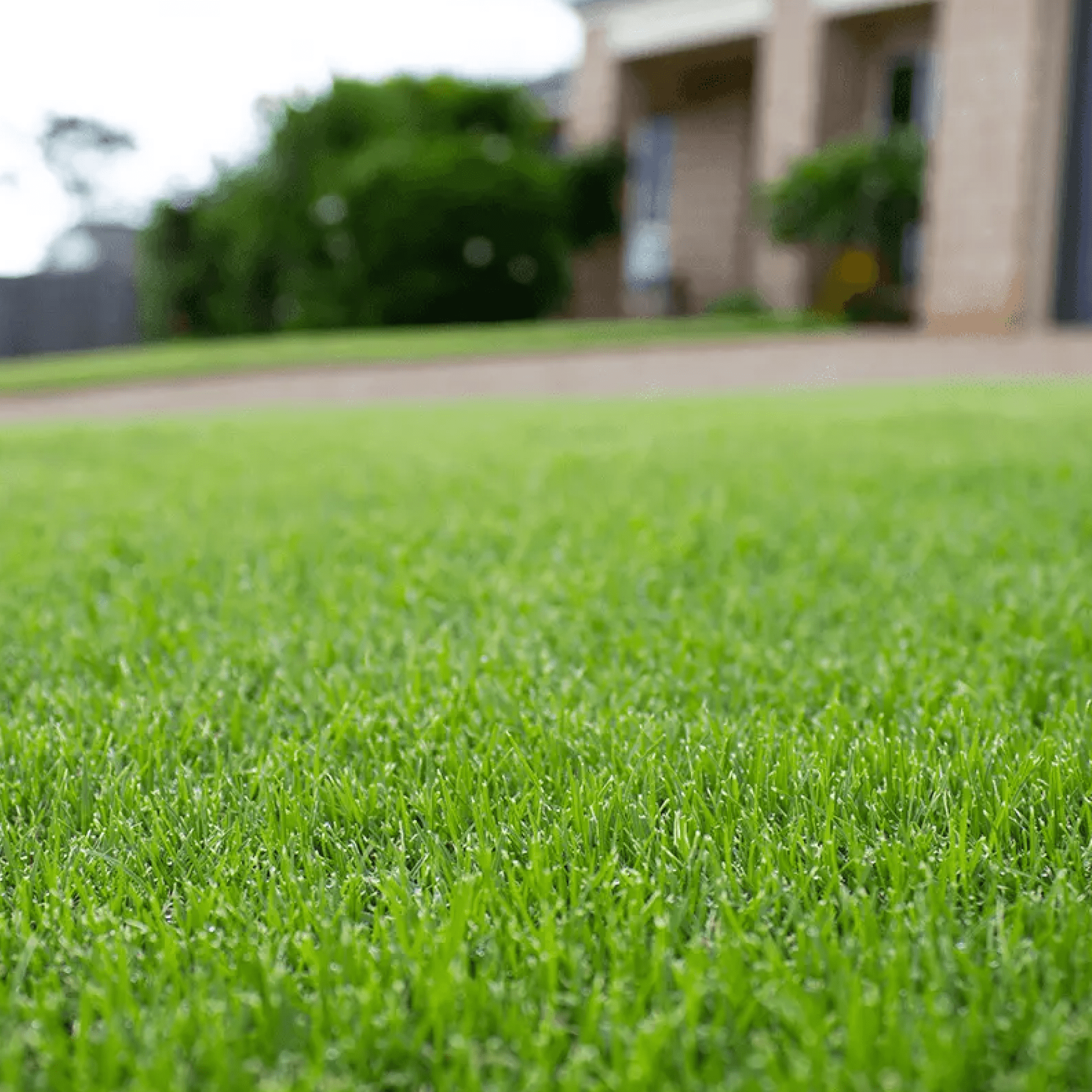 TifTuf Hybrid Bermuda | Buy it for $14.75 at GoTurf