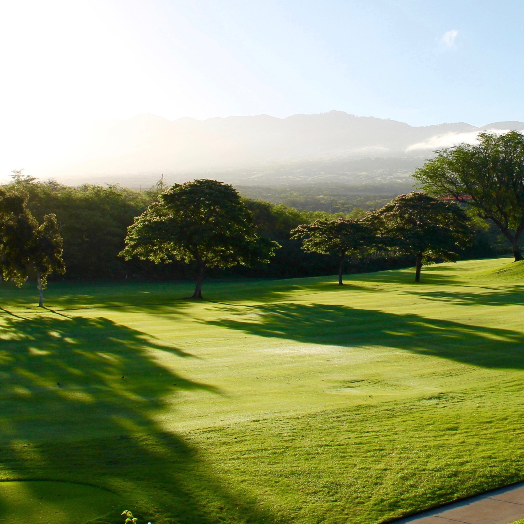 Zoysia Australis | Buy it for $14.75 at GoTurf