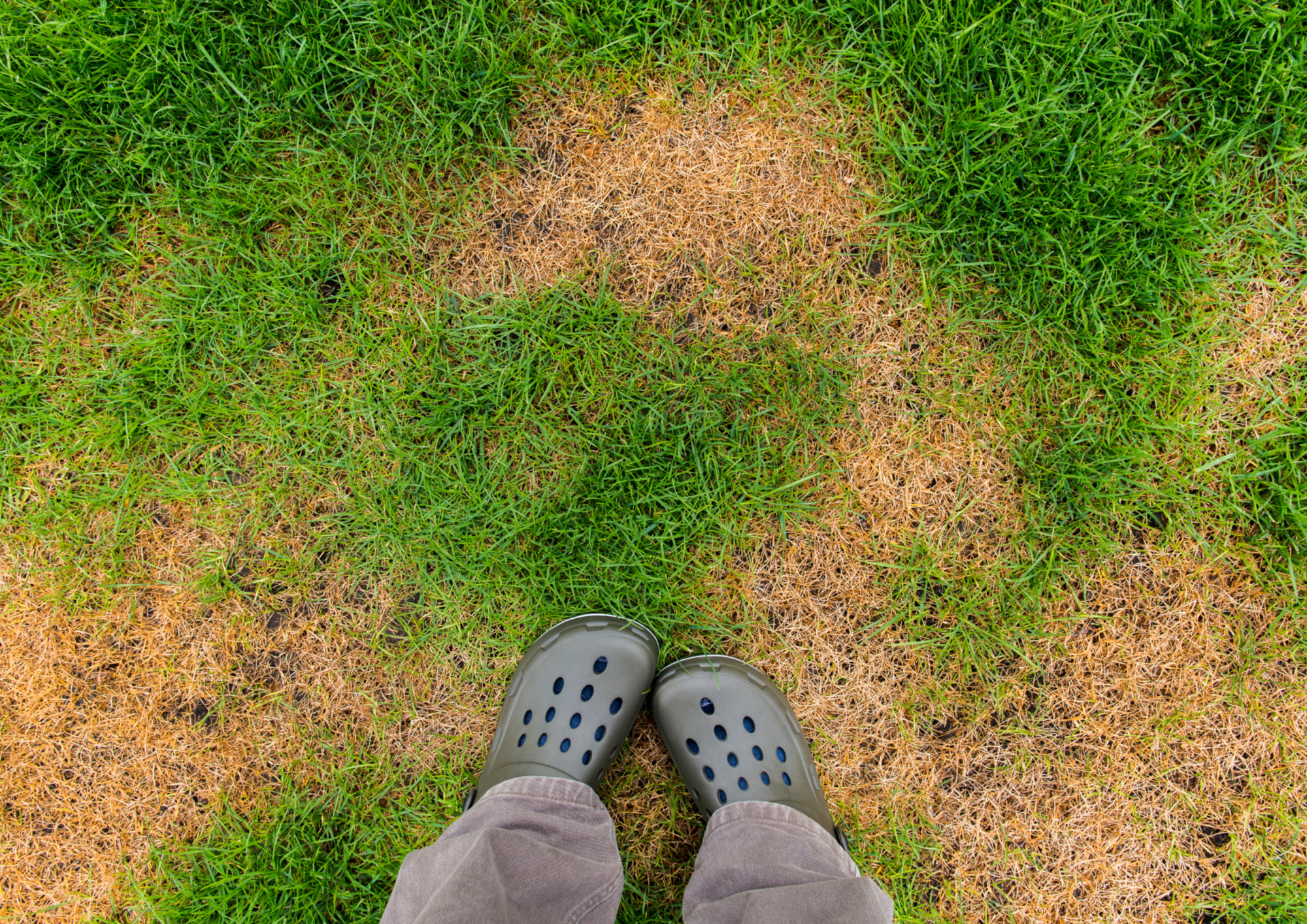 Common regrets homeowners have after laying turf (and how to avoid them)