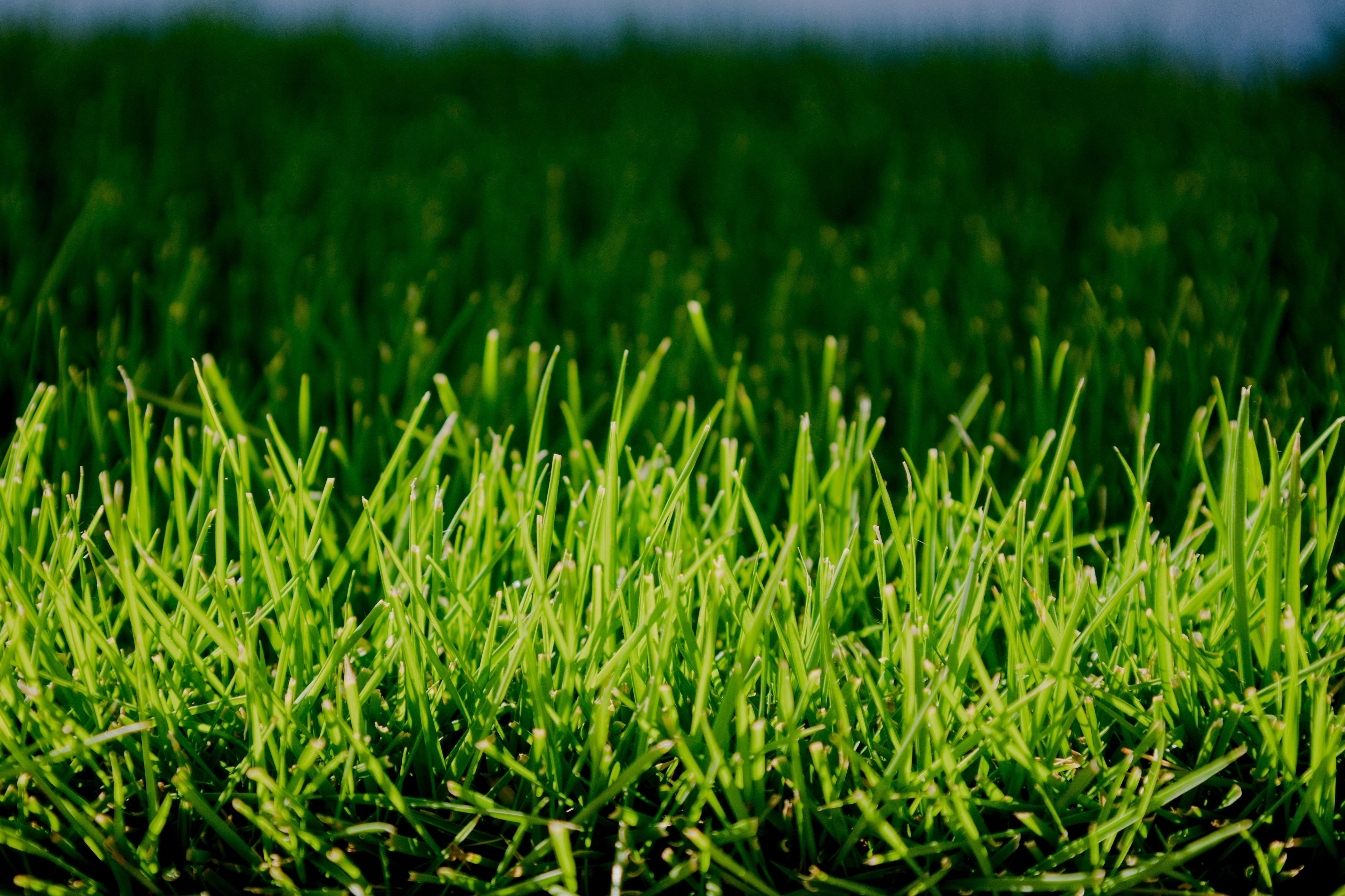 How to Have the Greenest Lawn in Brisbane in 2026