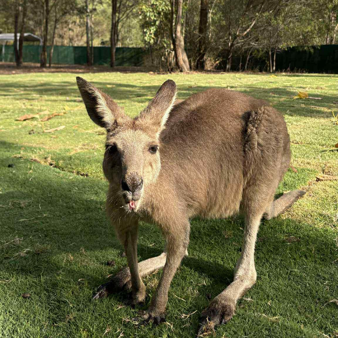 Only the Best Turf for Our Joeys: Supporting Wildlife Rescue Queensland