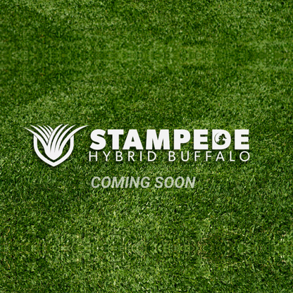 Stampede Hybrid Buffalo Grass