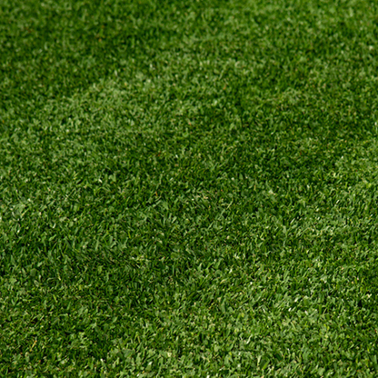 Stampede Hybrid Buffalo Grass