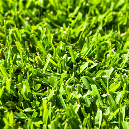 Stampede Hybrid Buffalo Grass