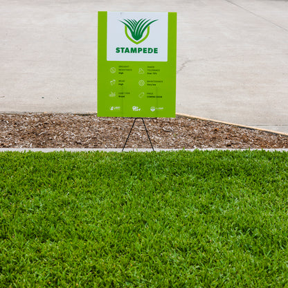 Stampede Hybrid Buffalo Grass