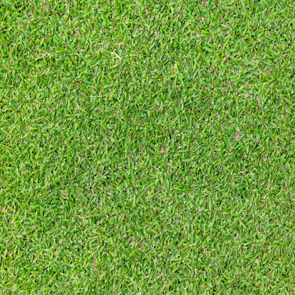 Zoysia Australis
