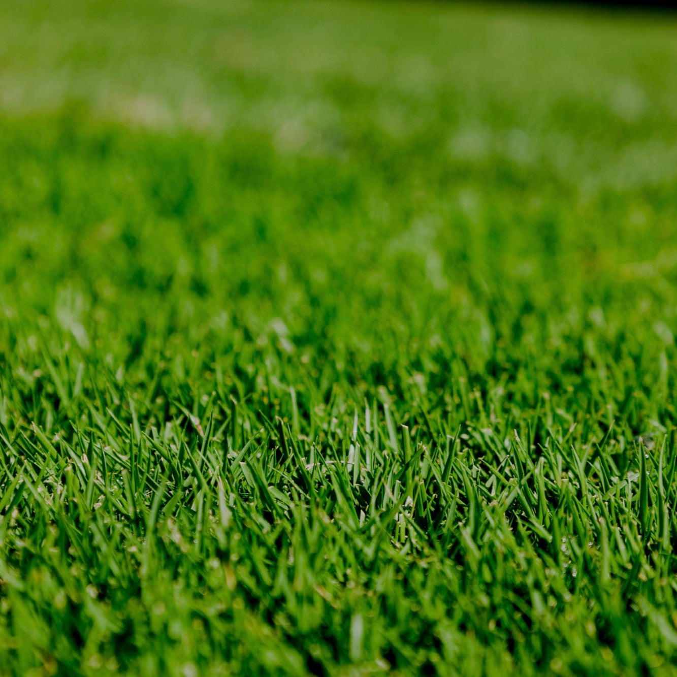Sir Grange Zoysia