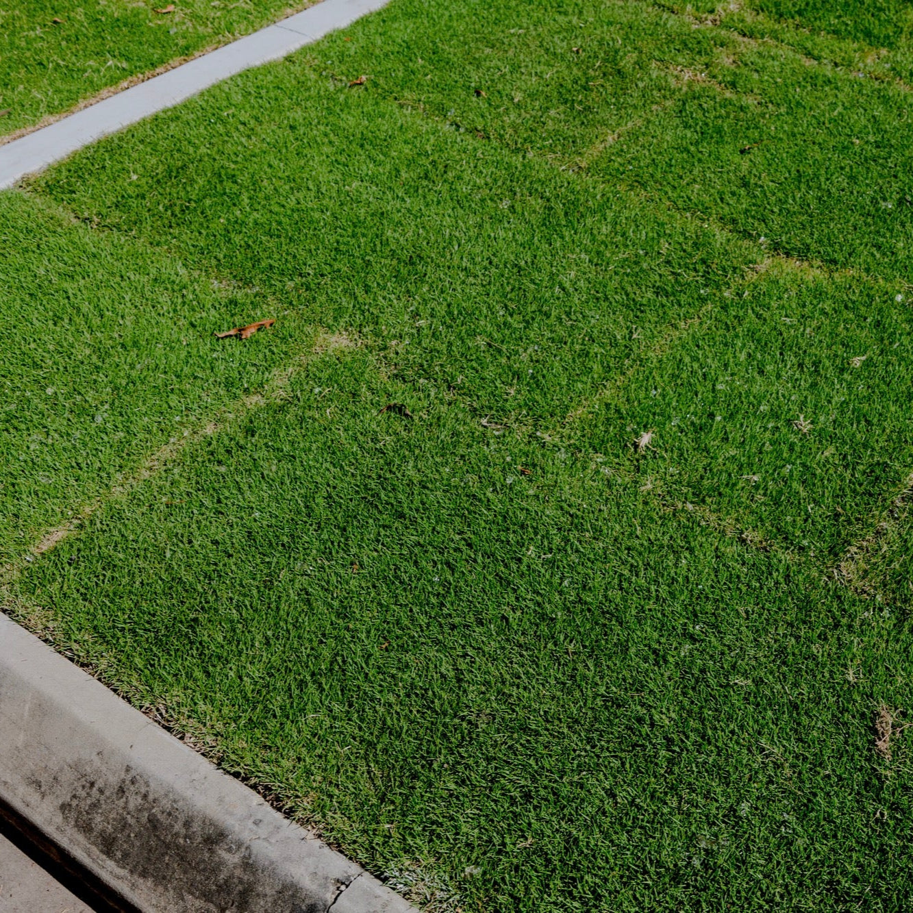 Sir Grange Zoysia