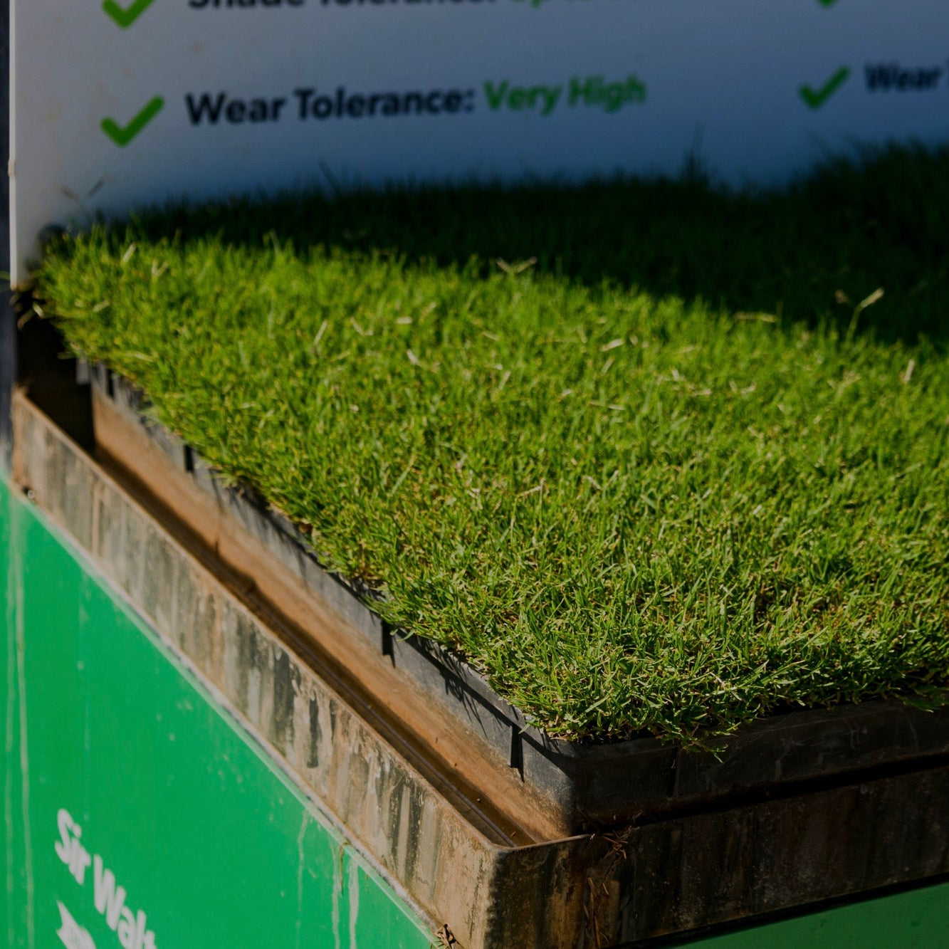 Sir Grange Zoysia