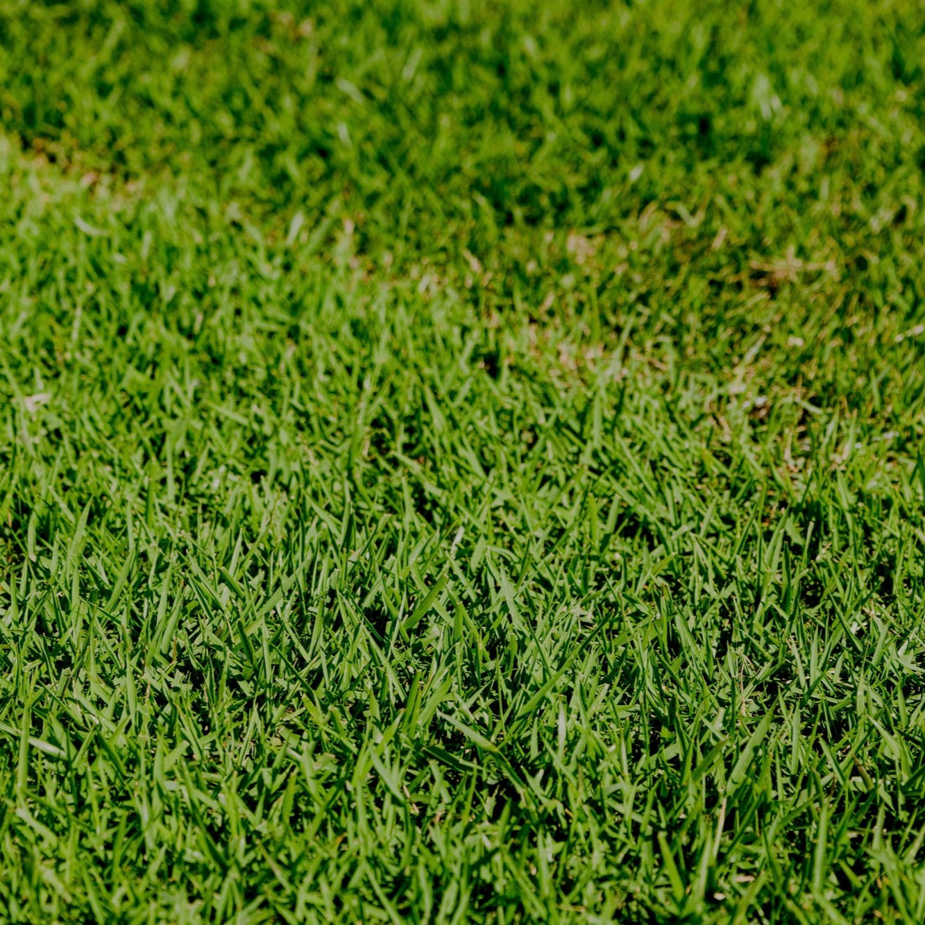 Zoysia Australis