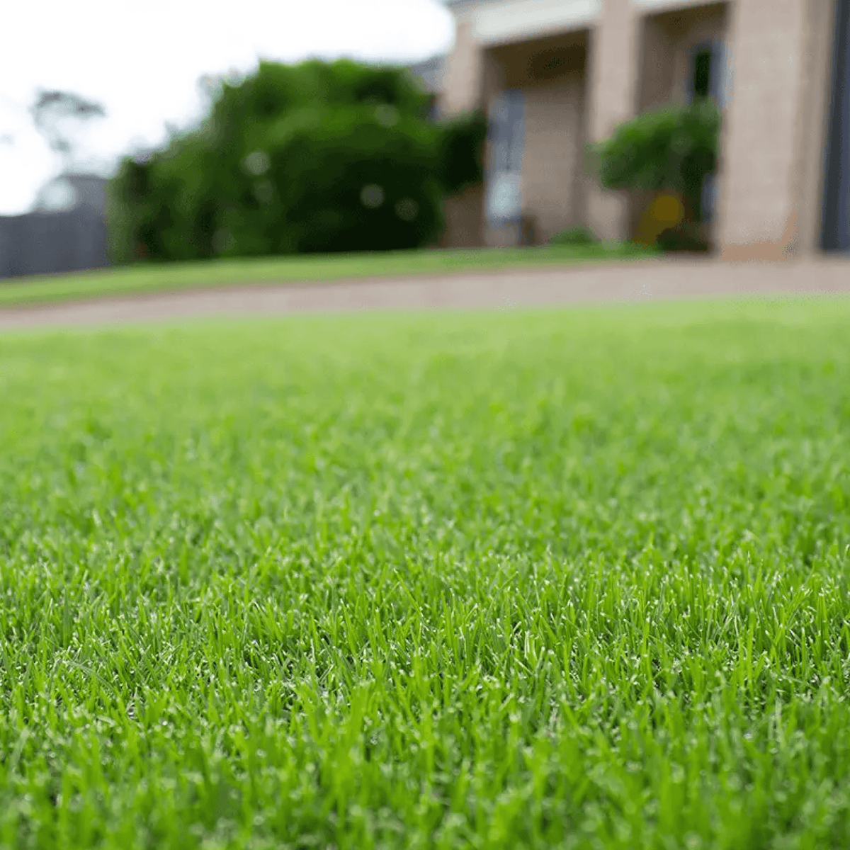 Tiftuf Hybrid Bermuda Go Turf Australia 2651