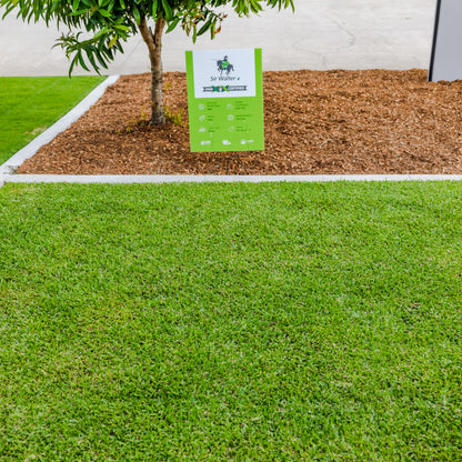 Sir Walter DNA Certified Buffalo