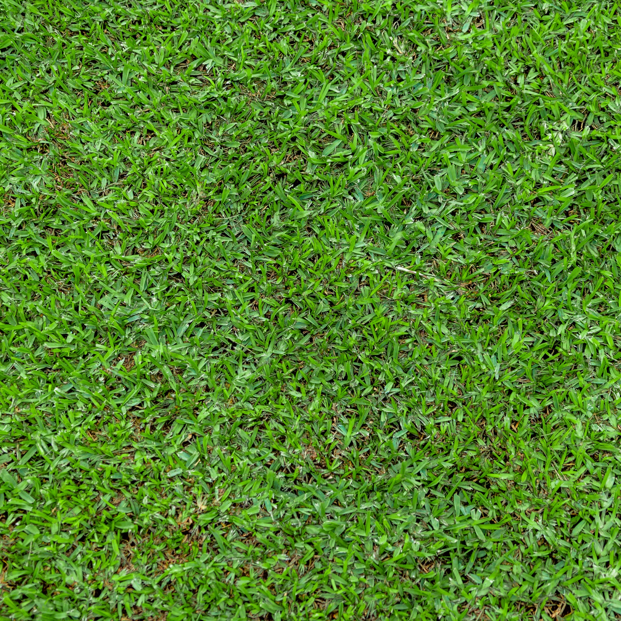 Sir Walter DNA Certified Buffalo