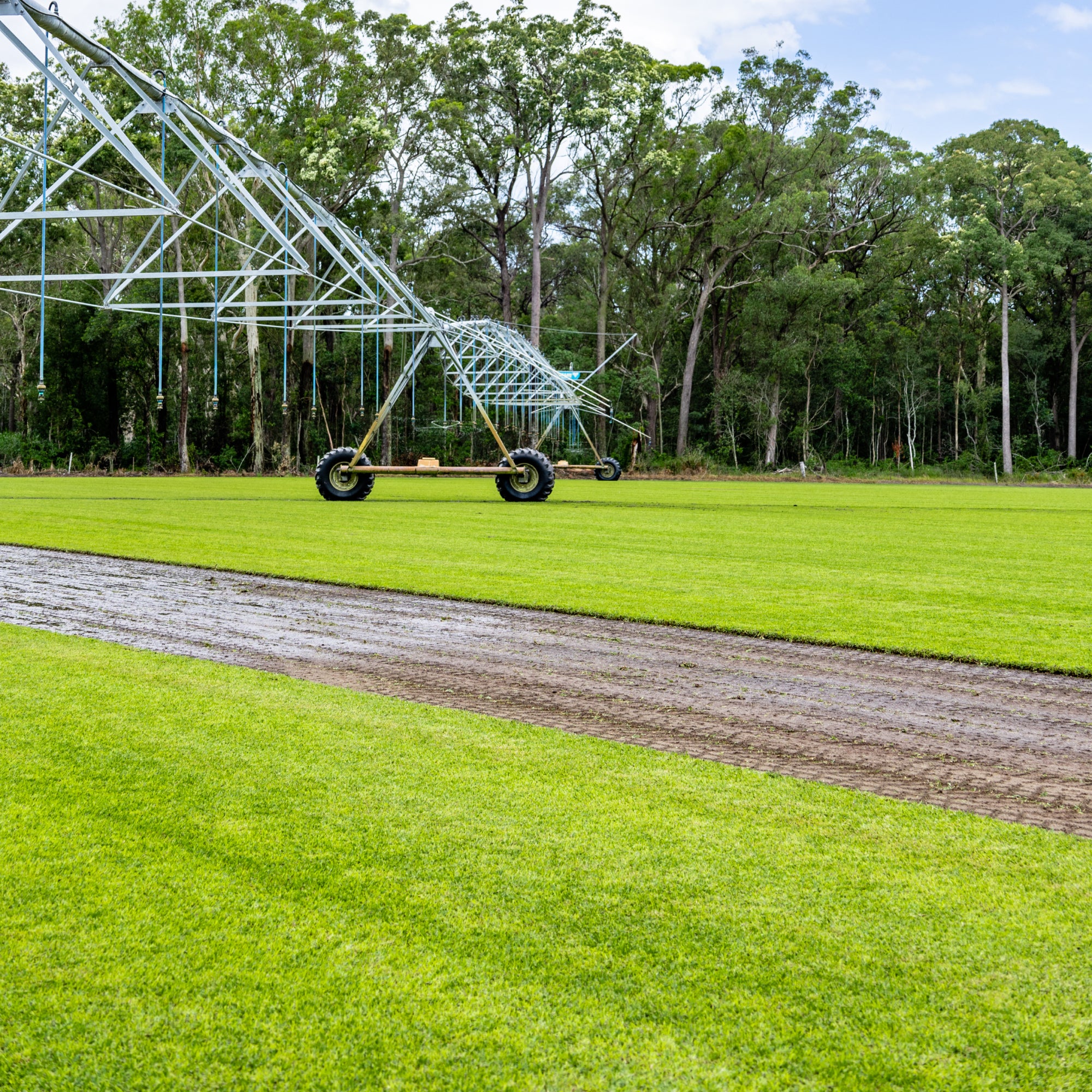 Sir Walter DNA Certified Buffalo