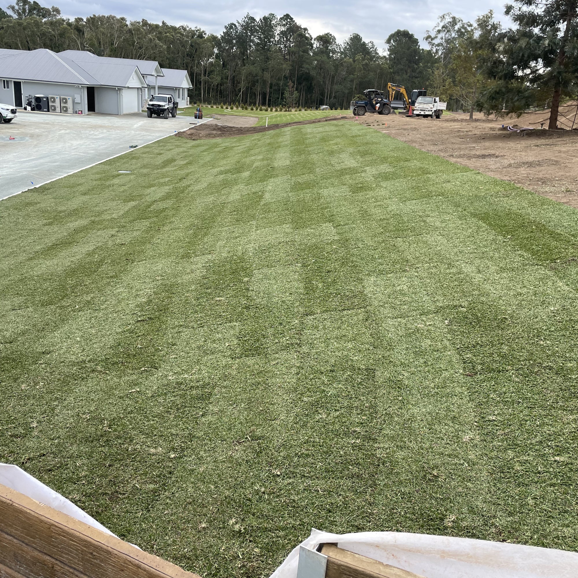 Sir Walter DNA Certified Buffalo