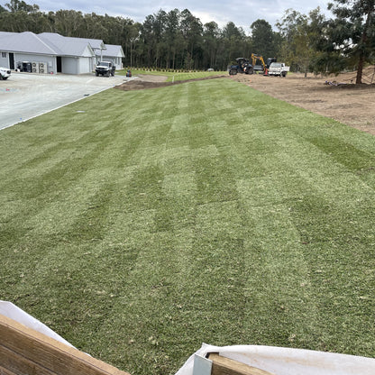 Sir Walter DNA Certified Buffalo